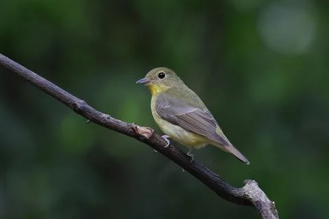 Green-backed flycatcher Stock Photos