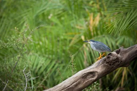 Green-Backed Heron, Butorides striata, sitting on a log by the river Stock Photos