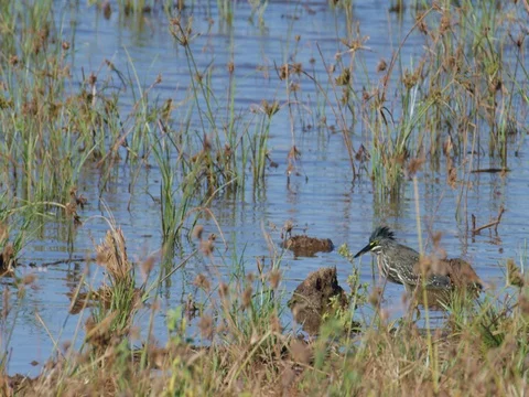 Green-backed Heron exiting frame Stock Footage 72274747
