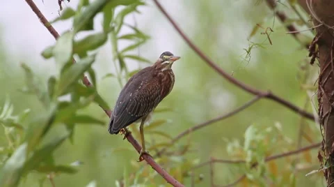 Green-backed Heron Stock Footage