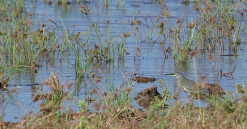 Green-backed Heron Stock Footage 72171723