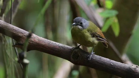Green backed robin in Arfak mountains in West Papua, Indonesia. Stock Footage 254762529