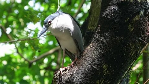 Green-Backed (Striated) Heron 動画素材 86008103
