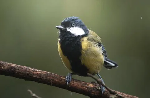 Green-backed Tit close up Stock Photos