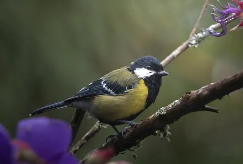Green-backed Tit Stock Photos
