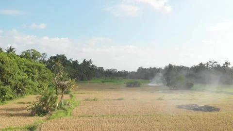 Green background. 4K flying drone video of rice field on Bali island. Green and Stock Photos