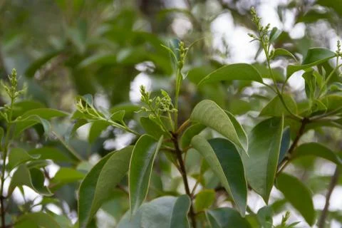 Green background abstrato vegetation in summer out of focus Stock Photos