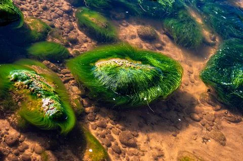 Green background of algae seaweed. Stone with bright seaweed closeup. Stock Photos