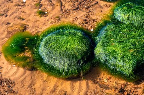 Green background of algae seaweed. Stone with bright seaweed closeup. Foto stock