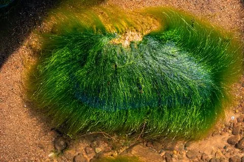 Green background of algae seaweed. Stone with bright seaweed closeup. Stock Photos
