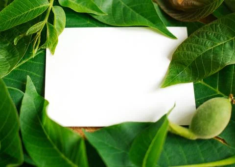 Green background and walnut leaf texture with mockup.Empty space for the text Stock Photos