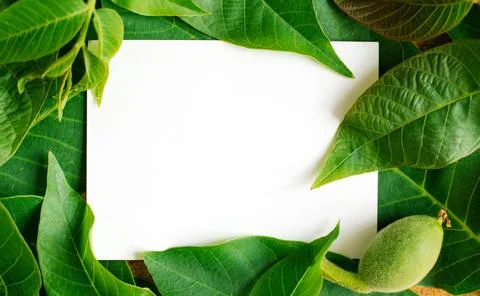 Green background and walnut leaf texture with mockup.Empty space for the text Stock Photos