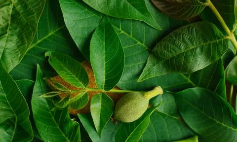 Green background and walnut leaf texture. A small green nut and large wiry le Stock Photos