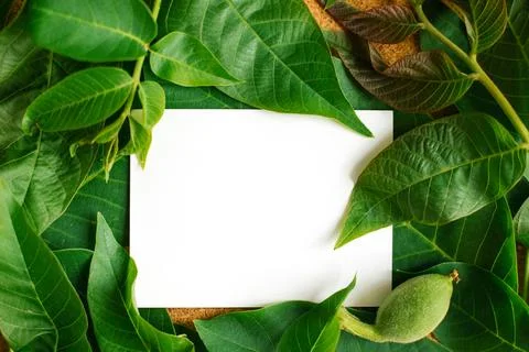 Green background and walnut leaf texture with mockup.Empty space for the text Stock Photos