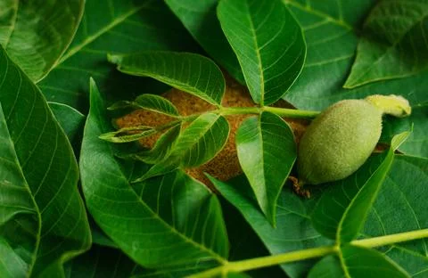 Green background and walnut leaf texture. A small green nut and large wiry le Stock Photos