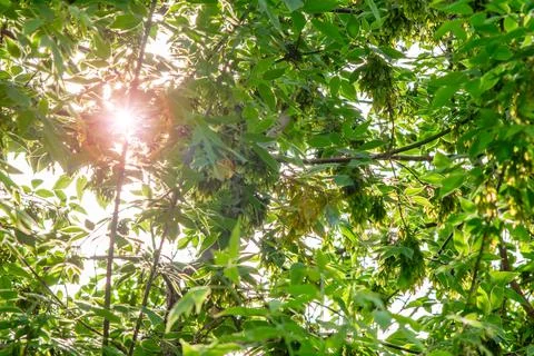 Green background, backdrop, texture. sun, the sun rays break through the foliage Stock Photos