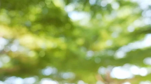 Green background of bokeh trees. Stock Footage 119521244