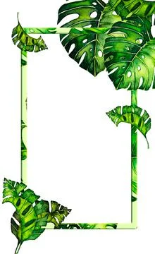 Green background with border with leaves monstera. Tropical leaves of palm tree Stock Illustration