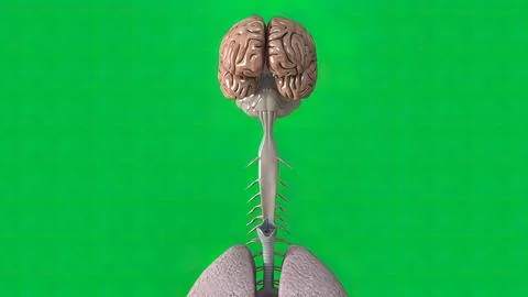 Green background brain and lungs Stock Illustration