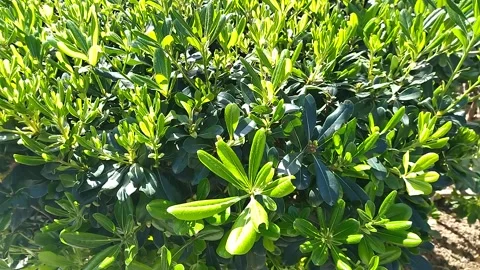 Green background of branches of decorative shrubs under the bright spring sun Stock Footage 306576962