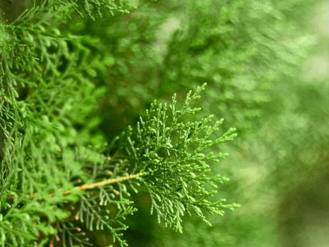 Green background from the branches of Thuja. Stock Photos