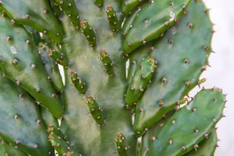 Green background with cactus texture Stock Photos