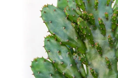 Green background with cactus texture Stock Photos