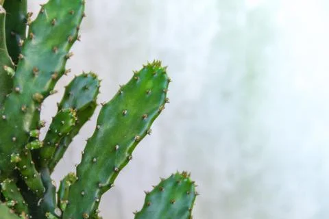 Green background with cactus texture Stock Photos