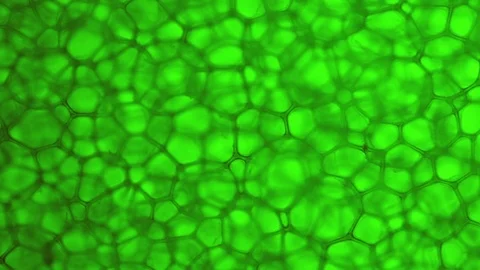 Green background from the cells Stock Footage 72165298