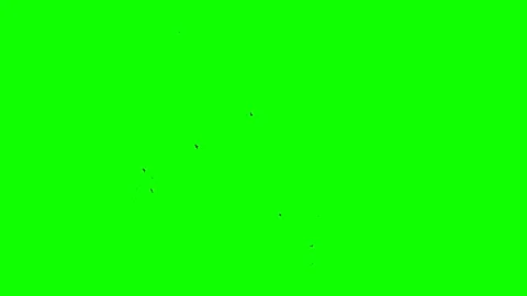 Green background. Chromakey. 4k. A huge flock of migratory birds for compositing Stock Footage 170007006