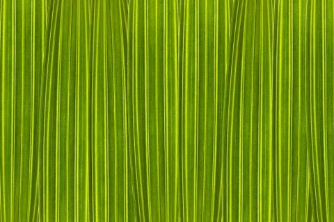 Green background composed of palm tree leaves in high magnification Stock Illustration