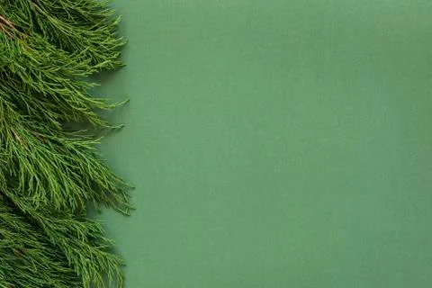 Green background with conifer branches on side, backdrop for eco friendly pro Fotos Stock