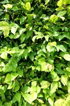 Green background consisting of a section of a beech hedge Stock Photos