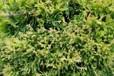 Green background of cypress branches. Stock Photos