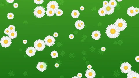 Green background with daisies Stock Footage 87194333