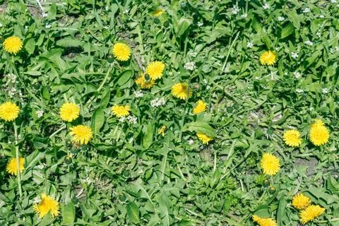 Green background with dandelions. Stock Photos