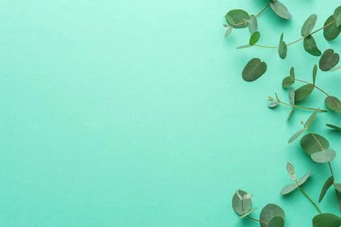 Green background with eucalyptus branches Stock Photos