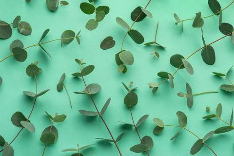 Green background with eucalyptus branches Stock Photos