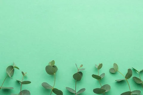 Green background with eucalyptus branches Stock Photos