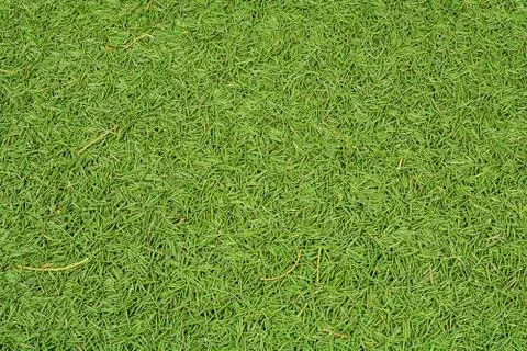 Green background of fallen pine needles needles Stock Photos
