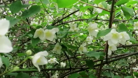 Green background of flowers Stock Footage 132361877