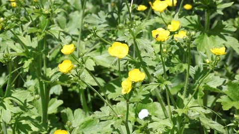 Green background with flowers Stock Footage 195457494