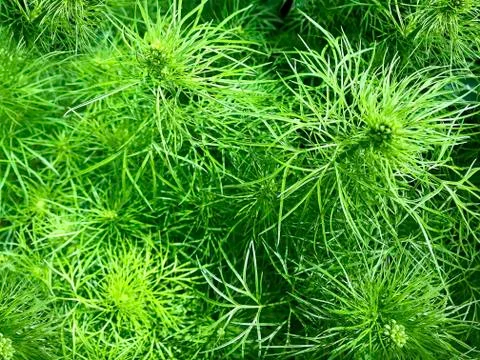 Green background - fluffy grass. Stock Photos