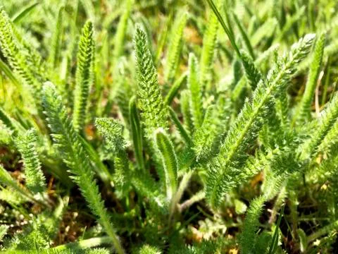 Green background - fluffy grass. Stock Photos