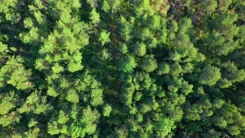 Green background. Flying over a dense coniferous forest. Stock Footage 235529536