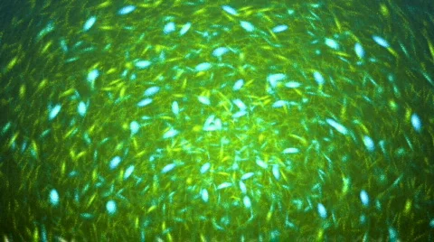 Green background Stock Footage 360284