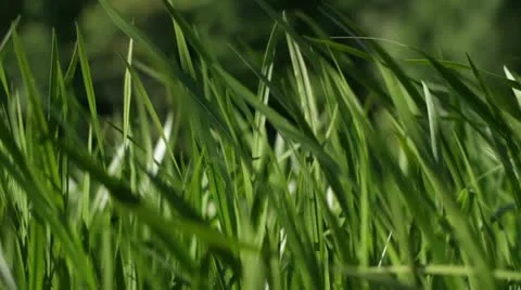 Green background Video stock 11195560