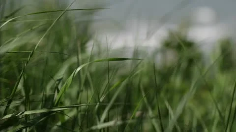 Green background Stock Footage 11195754