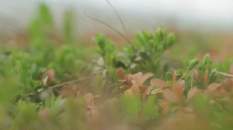 Green background Stock Footage 25179526