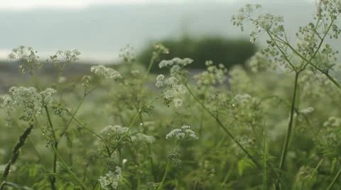 Green background Stock Footage 25273152